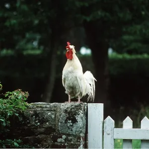 CHICKEN - Cock crowing on fence CHICKEN - Cock crowing on fence