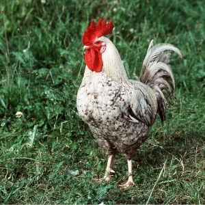 CHICKEN - MARANS COCK CHICKEN - MARANS COCK