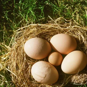 CHICKEN - nest with 4 chicken eggs and 1 bantam egg CHICKEN - nest with 4 chicken eggs and 1 bantam egg