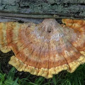 Chicken-of-the-woods, Laetiporus sulphureus, you Chicken-of-the-woods, Laetiporus sulphureus, you