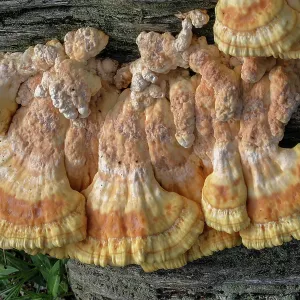 Chicken-of-the-woods, Laetiporus sulphureus, you Chicken-of-the-woods, Laetiporus sulphureus, you