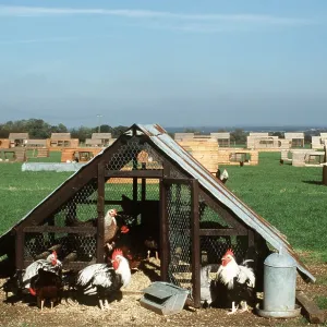 CHICKENS- Free Range and hutches for pairs CHICKENS- Free Range and hutches for pairs