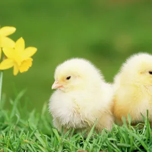 CHICKS -two chicks pictured by daffodils CHICKS -two chicks pictured by daffodils