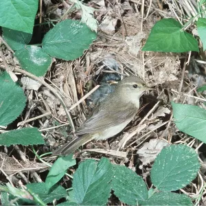 CHIFFCHAFF - AT NEST CHIFFCHAFF - AT NEST