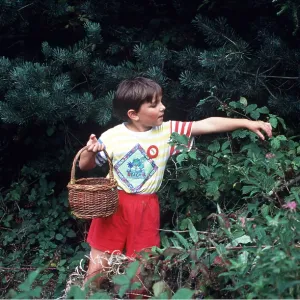 CHILD PICKING BLACKBERRIES CHILD PICKING BLACKBERRIES
