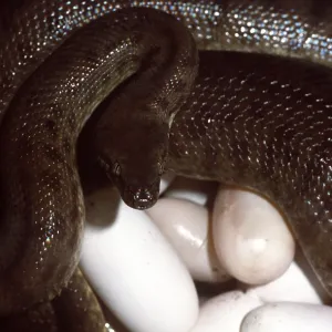 CHILDREN'S PYTHON - incubating eggs CHILDREN'S PYTHON - incubating eggs