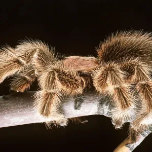 Chilean Rose Bird-eating / Tarantula Spider Chilean Rose Bird-eating / Tarantula Spider