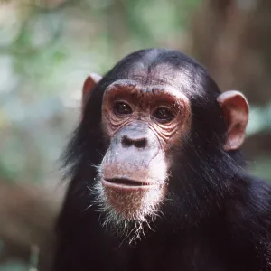 CHIMPANZEE - close-up of head