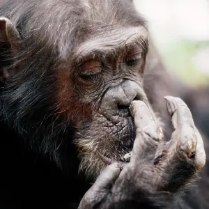 Chimpanzee - picking nose, Gigi female 39 yrs