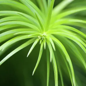 ChinaFir ChinaFir