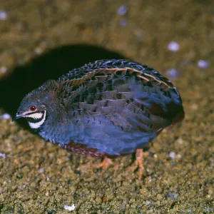 Chinese FRANCOLIN / Painted Quail Chinese FRANCOLIN / Painted Quail
