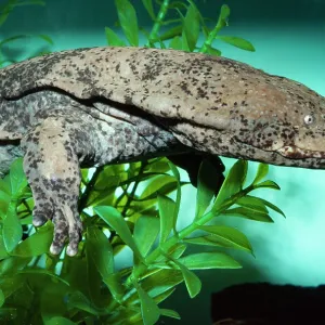 Chinese Giant Salamander Chinese Giant Salamander