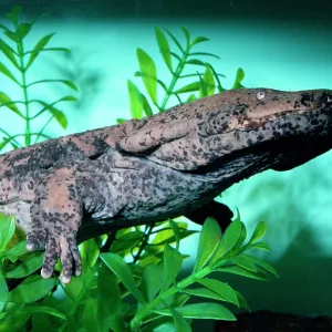 Chinese Giant Salamander - swimming Chinese Giant Salamander - swimming