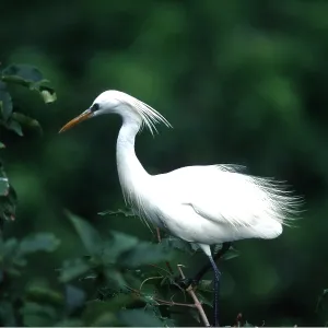 CHINESE / Swinhoe's EGRET - on tree CHINESE / Swinhoe's EGRET - on tree