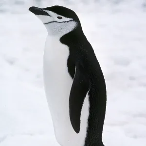 CHINSTRAP PENGUIN CHINSTRAP PENGUIN
