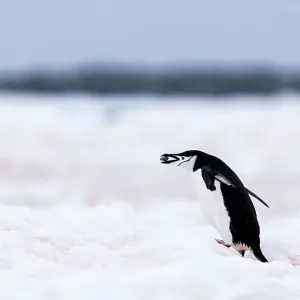 Chinstrap Penguin carrying a stone in its mouth