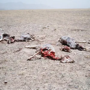 CHIRU / Tibetan ANTELOPE - carcasses of females CHIRU / Tibetan ANTELOPE - carcasses of females