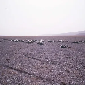 CHIRU / Tibetan ANTELOPE - carcasses left by shahtoosh CHIRU / Tibetan ANTELOPE - carcasses left by shahtoosh