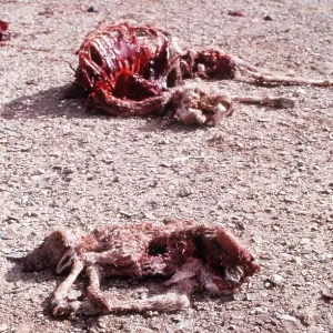 CHIRU / Tibetan ANTELOPE - carcasses left by shahtoosh CHIRU / Tibetan ANTELOPE - carcasses left by shahtoosh