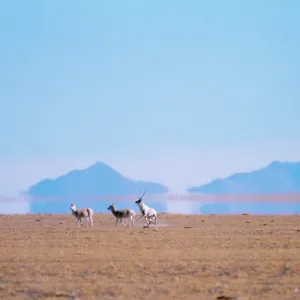CHIRU / Tibetan ANTELOPE - courtship herding CHIRU / Tibetan ANTELOPE - courtship herding