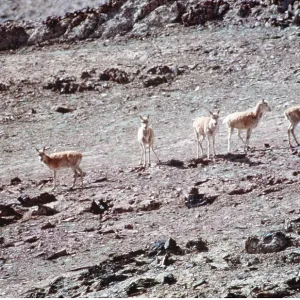 CHIRU / Tibetan ANTELOPE - Herd of females on summer CHIRU / Tibetan ANTELOPE - Herd of females on summer