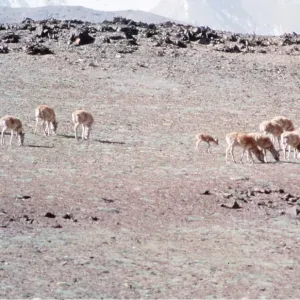 CHIRU / Tibetan ANTELOPE - herd of females on summer CHIRU / Tibetan ANTELOPE - herd of females on summer