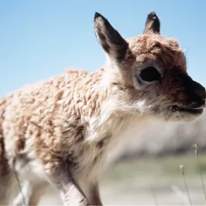 CHIRU / Tibetan ANTELOPE - Infant CHIRU / Tibetan ANTELOPE - Infant