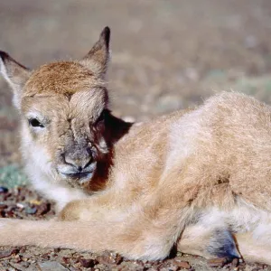 CHIRU / Tibetan ANTELOPE - infant, lying. Close-up CHIRU / Tibetan ANTELOPE - infant, lying. Close-up