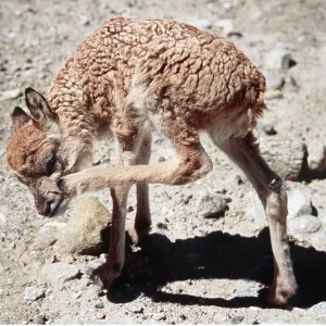 CHIRU / Tibetan ANTELOPE - Infant scratching CHIRU / Tibetan ANTELOPE - Infant scratching