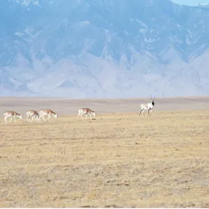 CHIRU / Tibetan ANTELOPE - Male with harem on winter CHIRU / Tibetan ANTELOPE - Male with harem on winter