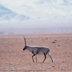 CHIRU / Tibetan ANTELOPE - male in winter breeding colours CHIRU / Tibetan ANTELOPE - male in winter breeding colours