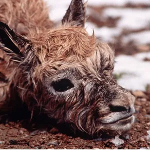 CHIRU / Tibetan ANTELOPE - newborn, head CHIRU / Tibetan ANTELOPE - newborn, head
