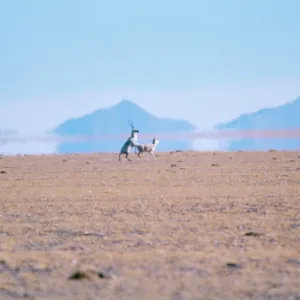 CHIRU / Tibetan ANTELOPE - preparing to mate. Courtship CHIRU / Tibetan ANTELOPE - preparing to mate. Courtship