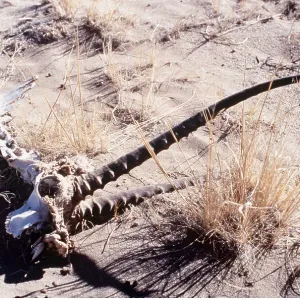 CHIRU / Tibetan ANTELOPE - skull, horns and bones in sand CHIRU / Tibetan ANTELOPE - skull, horns and bones in sand