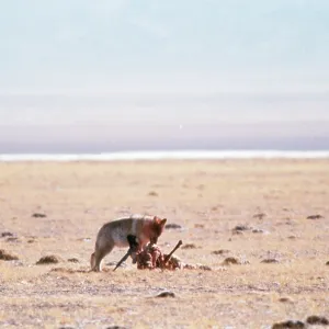 CHIRU / Tibetan ANTELOPE - wolf feeds on male carcass CHIRU / Tibetan ANTELOPE - wolf feeds on male carcass