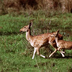 CHITAL / SPOTTED / AXIS DEER CHITAL / SPOTTED / AXIS DEER
