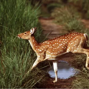 CHITAL / SPOTTED / AXIS DEER - crossing dirt track CHITAL / SPOTTED / AXIS DEER - crossing dirt track