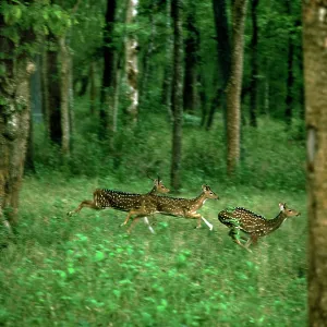 Chital / Spotted Deer Chital / Spotted Deer