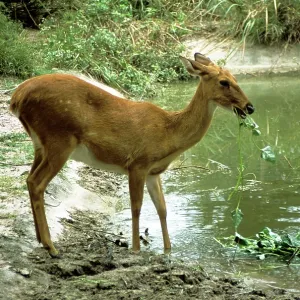 CHITAL / Spotted Deer - eating CHITAL / Spotted Deer - eating