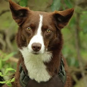 chocolate border collie, Maryland