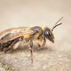 Chocolate Mining Bee Chocolate Mining Bee