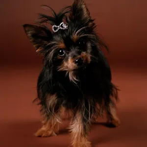 Chorkie Dog - crossbreed between Yorkshire Terrier Chorkie Dog - crossbreed between Yorkshire Terrier
