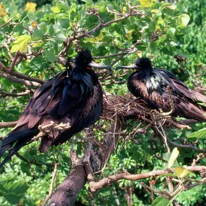 Christmas Island Frigatebirds - males both incubating eggs Christmas Island Frigatebirds - males both incubating eggs