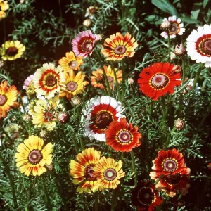 CHRYSANTHEMUM CHRYSANTHEMUM