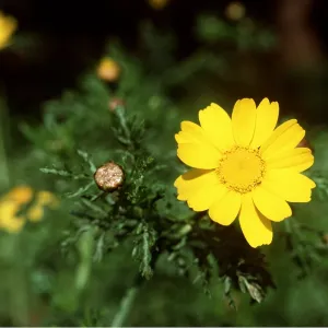 Chrysanthemum Chrysanthemum
