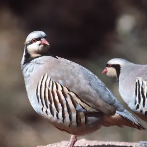 CHUKOR PARTRIDGE CHUKOR PARTRIDGE