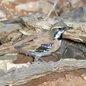 Cinnamon Quail Thrush Cinnamon Quail Thrush