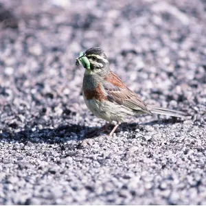 CIRL BUNTING - male