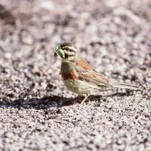 CIRL BUNTING - male with caterpillar / larvae in beak