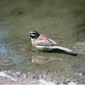 CIRL BUNTING - male in water